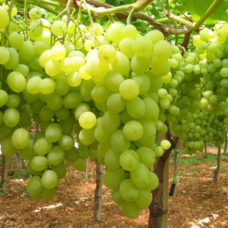 Table Grapes